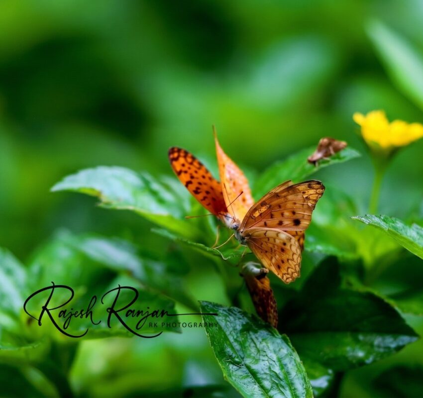 Butterfly