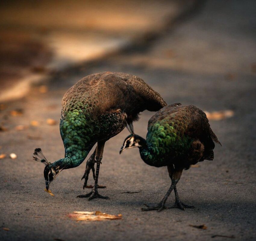 Birds