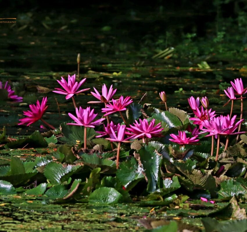 Lotus and Lily