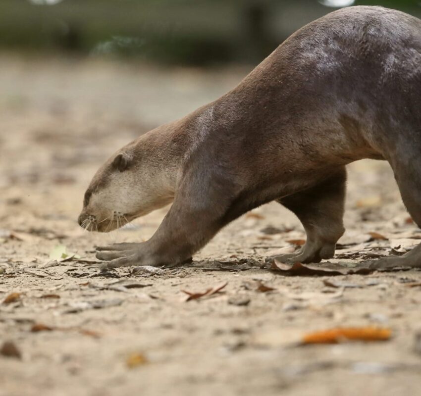 Wild Life